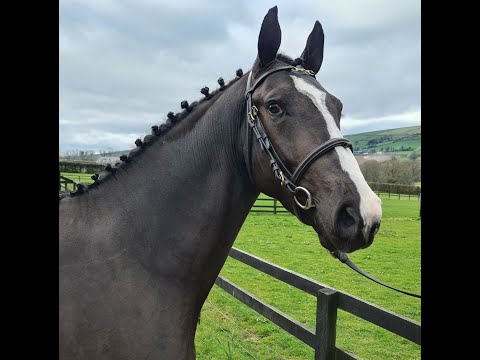 Veneziano Van't Merelsnest - Jumping Under Saddle
