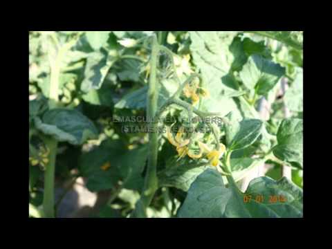 Hybrid Tomato Seed Production