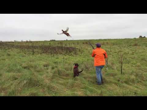 Chocolate lab's first pheasant