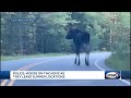 Police Moose On The Move As They Leave Summer Locations