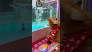 ニャンコ、アジの活魚クレーンゲームに挑戦！惜しいところで逃して激怒！
