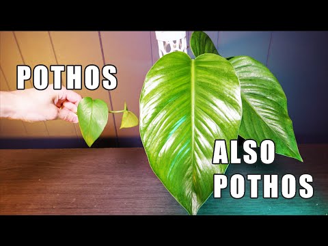GIANT POTHOS NODE AND GROWTH UPDATE