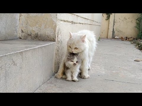 Mother Cat Carrying Her Kitten In Mouth And Calling All Kittens Inside immediately