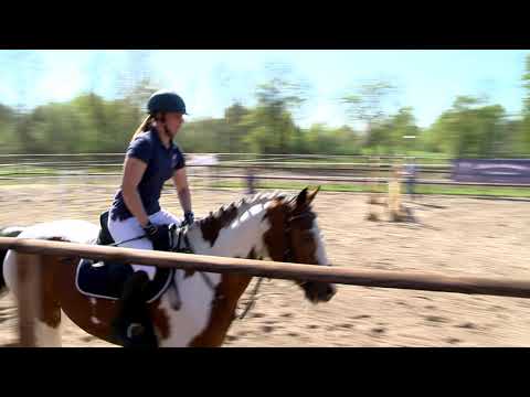 Strahlemann Pintohengst