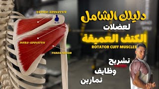 دليلك الشامل لعضلات الكتف العميقة | Rotator Cuff Muscles Anatomy and Workouts 👌✨