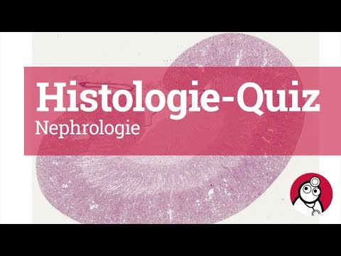 DocCheck Histologie-Quiz: Nephrologie