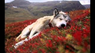 Gustavo Santaolalla - The Journey