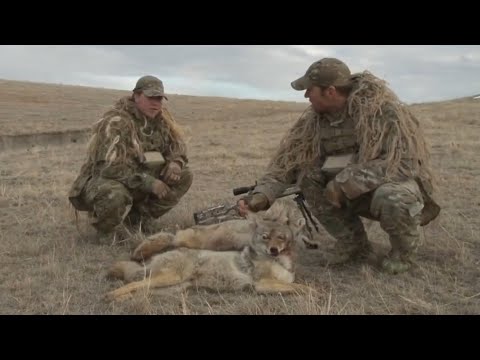 Охота на Волков (Койотов) вместе с O’Neill Ops Wolf Hunting, Coyote Hunting, Wolfsjagd (Kojote)