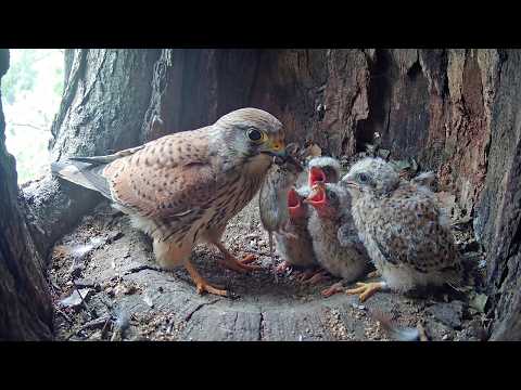 Eurasian Kestrel Bird: 99 Days From Egg to Survivor