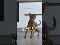 The Abyssinian cat (Watch Full ↑ ) #cats
