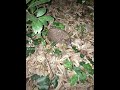 Hedgehog spotted at Kozala , Rijeka, Croatia #hedgehog #croatia #rijeka #nature #green #tree #night