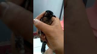 Download lagu KUTILANG HITAM PEKAT mp3 Download lagu KUTILANG HITAM PEKAT mp3