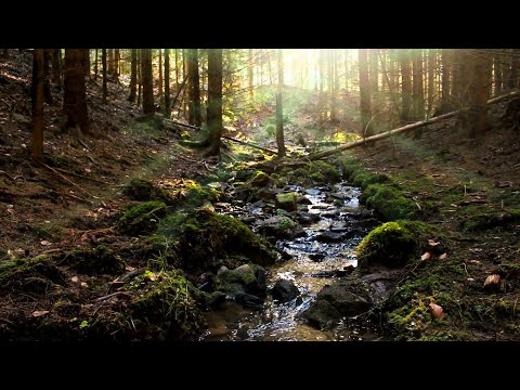 Small stream in the middle of the forest - Quiet sounds of nature from the river - Unwind and relax
