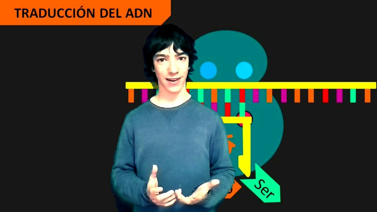 Traducción del ARN Paso a Paso (Actualizada)