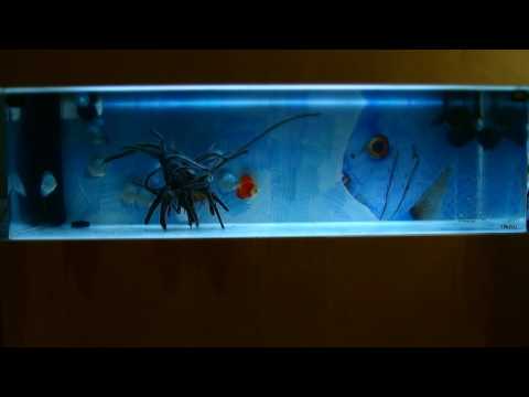 80 Gal Discus Fish Aquarium (short version 1 min)