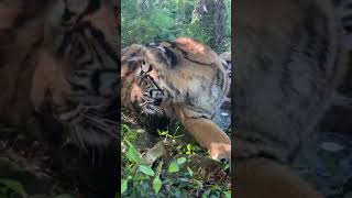 Download lagu The great tiger adventure myrtlebeachsafari Kody Antle P37 mp3 Download lagu The great tiger adventure myrtlebeachsafari Kody Antle P37 mp3