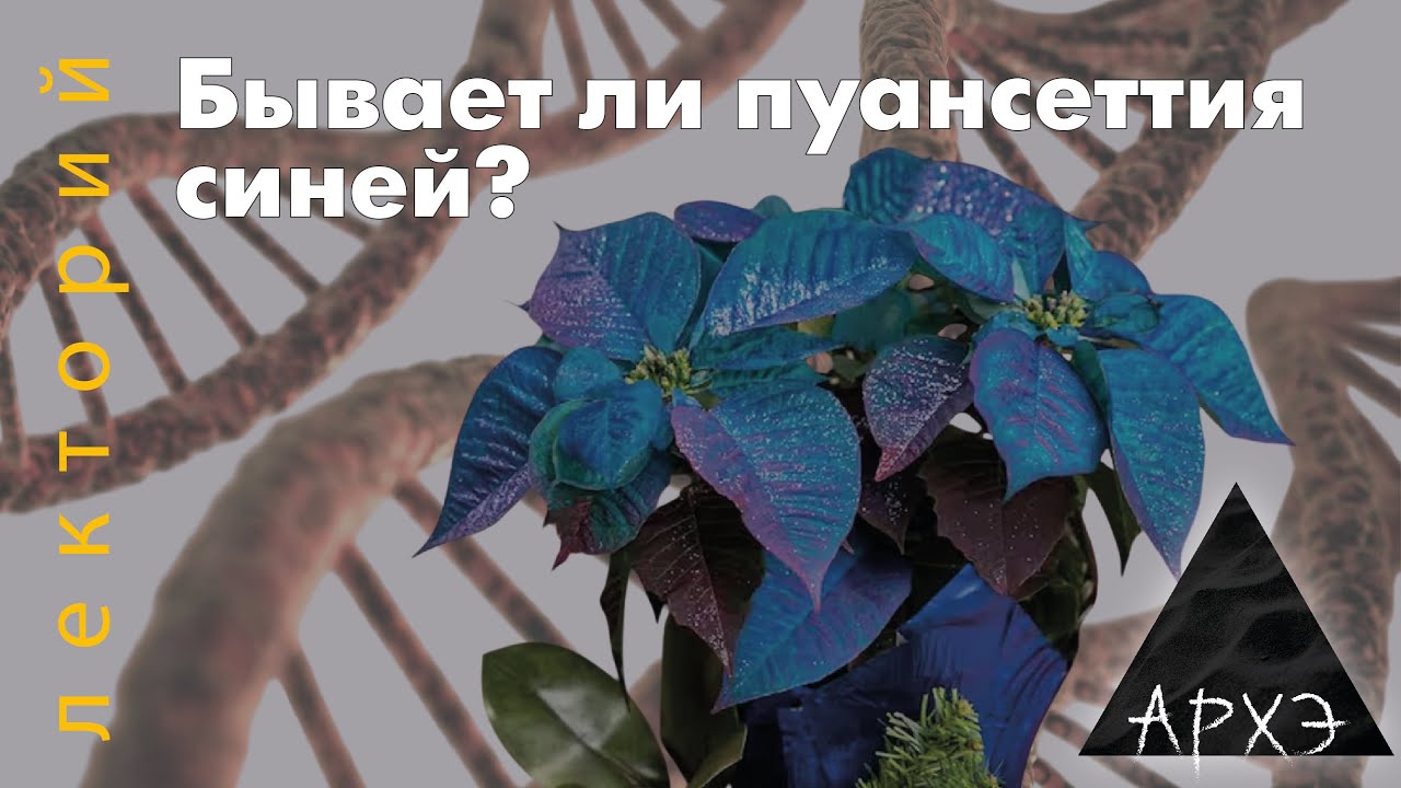 Бывает ли пуансеттия синей? | Андрей Синюшин