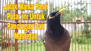 Download lagu Pancingan Jalak Nias Macet Bunyi Dengan Panggilan Jalak Nias Betina gacor mp3