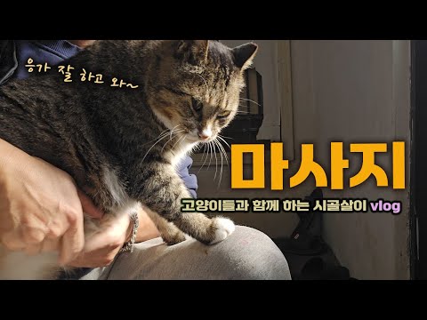 고양이가 자꾸 굴러요!