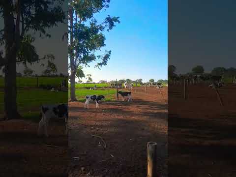 minha rotina na fazenda Bananal Lagoa Formosa Minas Gerais