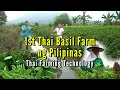 1st Thai Basil Farm ng Pilipinas - Thai Farming Technology