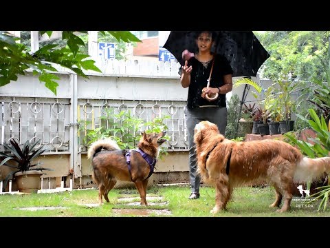 YouTube video about: Should I walk my dog in the rain?