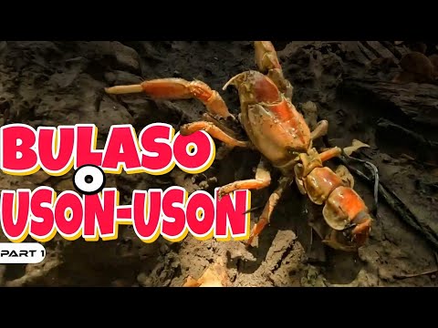 EP970-P1 - Panghuhuli ng Bulaso o Uson-Uson gamit ang Salading