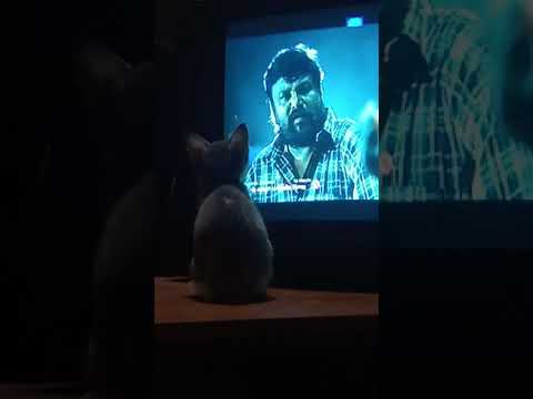 My cat look tv😎😎😎😎😎😎😎😎😎😎😎😎😎😎😎😎😎😎😎