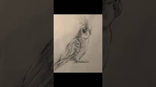 オカメインコのデッサン 30分クオリティ #絵 #お絵描き #イラスト