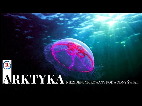 Arktyka. Niezidentyfikowany podwodny świat.