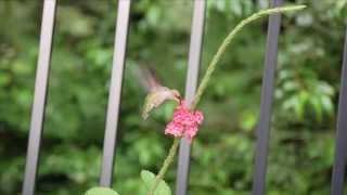 I Put a Spell On You