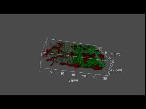ESRIC's new SP8 3X STED - super-resolution in 3D!