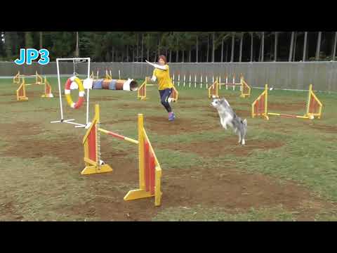 Sugar's house アジリティコンペ CHIP 2020_1108