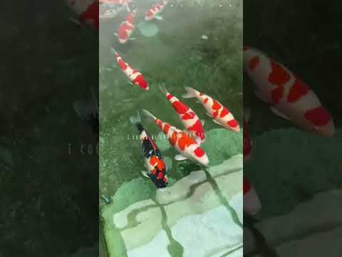 Por isso ele joga peixes no ESGOTO! #curioso #incrivel #interessante