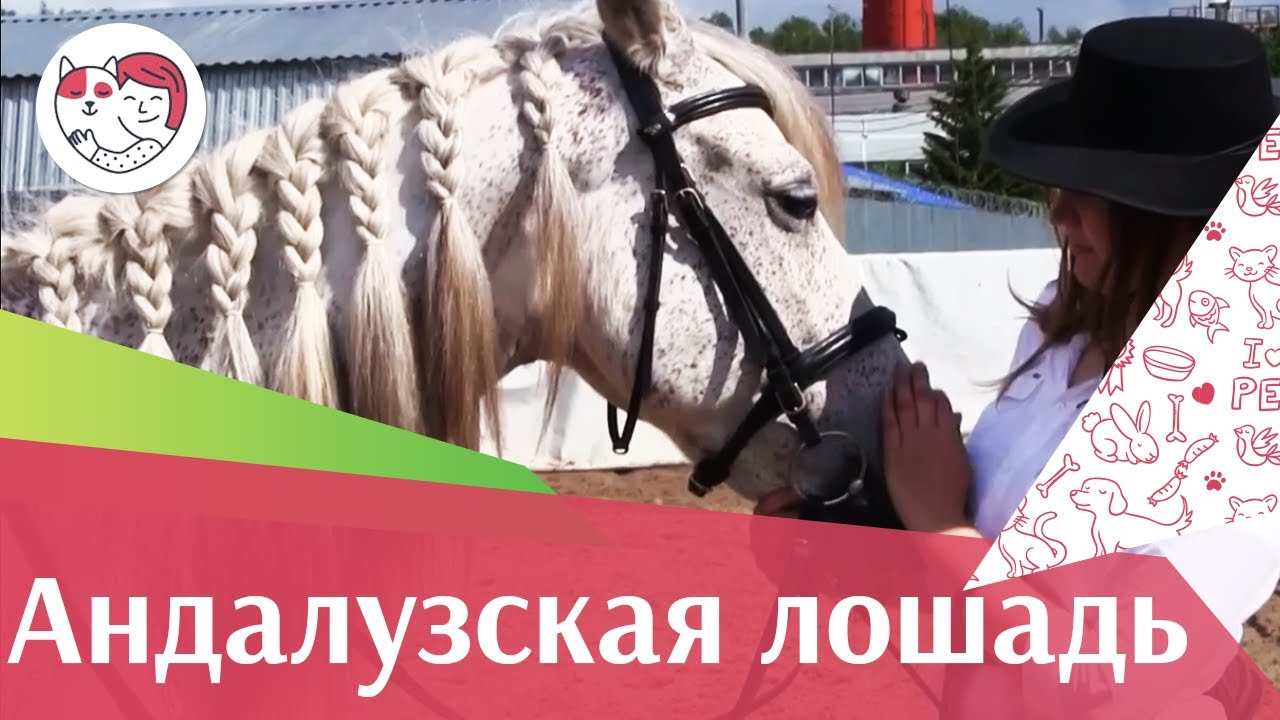 Андалузская лошадь на ilikepet