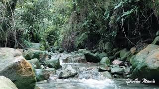 Download lagu Suara Sungai dan Jangkrik Untuk Belajar, Meditasi, Insomnia, Terapi Otak | ASMR 30 Menit mp3