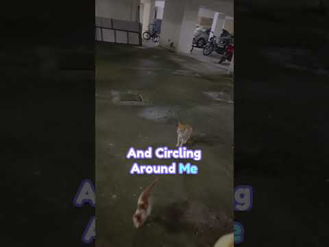 This cat followed me home😭🩷#youtube#shortsfeed #shorts #ytshorts #cat #cats #kitten#life#straycat