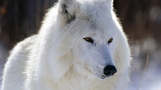 The Mysterious White Wolf