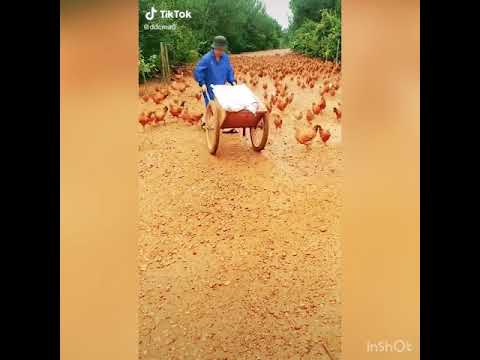 So many Chickens 🐓 / snake/ monkey/ animals