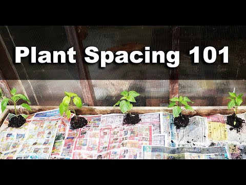 How To Space Your Veggie Plants - Plant Spacing 101