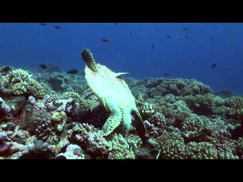 Rangiroa Videoblog2, Rangiroa allgemein,Französisch-Polynesien