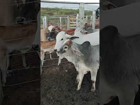 FEIRA DO GADO EM CIPÓ BA