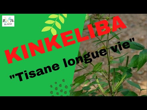 KINKELIBA OR QUINQUELIBA: VIRTUES, BENEFITS AND CONTRAINDICATIONS II Bectherapy