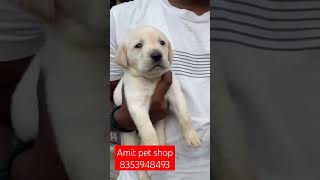 Amit pet shop sell labrador puppy call 8353948493#azamgarh #petshop #dog #labrador #nearme #puppy