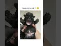 he was high on milk 🍼😂 #dogs #funnypuppy #whelping