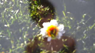 Trikome X Kosmikbloom - Hole (Official Music Video)