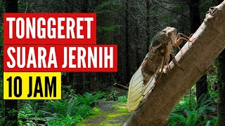 Download lagu Suara Tonggeret Jernih Cocok Untuk Masteran burung 10 Jam mp3 Download lagu Suara Tonggeret Jernih Cocok Untuk Masteran burung 10 Jam mp3