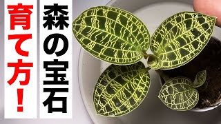 春に植える マーガレット の育て方 موقع ويب حيث يمكنك مشاهدة مقاطع فيديو موسيقية مجانية