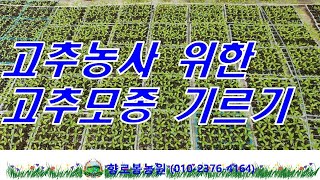 고추농사를 시작하다 고추모종기르기