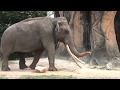 Zoo Miami African And Asian Elephants